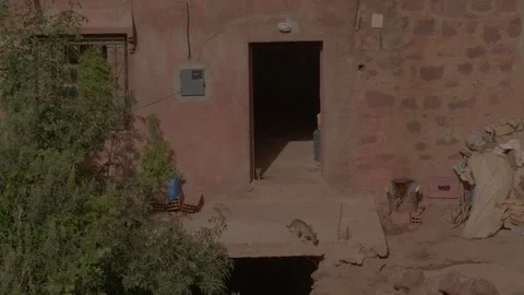 High-angle wide shot of kittens playing outside a rustic stone and clay house Stock-Footage 345730647