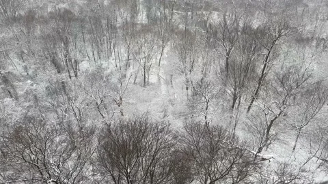 High angle of winter trees and snowy ground Video stock 167281873