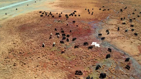 High angle yak herd beside a shallow stream on Tibetan pasture Video stock 345885176