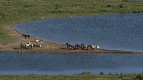 High angle + zoom out: Herd of konik horses grazing in Dutch river landscape Stock Footage 33787518