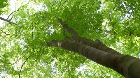 High Up Angled Perspective for Top of the Tree Stock Footage 65402797