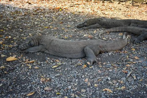 High angles view of lizards Foto stock