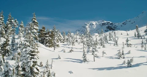 High apline mountain forest with fresh powder on trees Stock Footage 103333204
