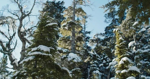 High apline trees in Washington State Stock Footage 103334146