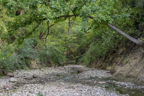 High arching branch spanning a dry creek bed Foto stock