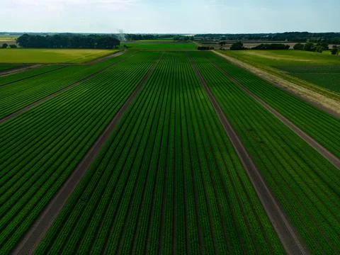High aspect aerial view over a field of carrots in the English countryside Stock Photos