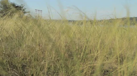 High autumn grass sways in the wind Stock Footage 54050511