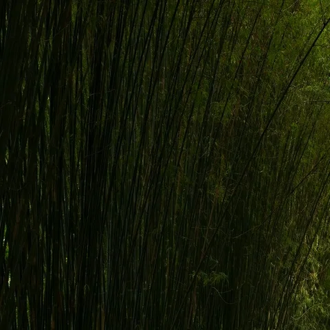 High Bamboo forest. Video stock 69711618