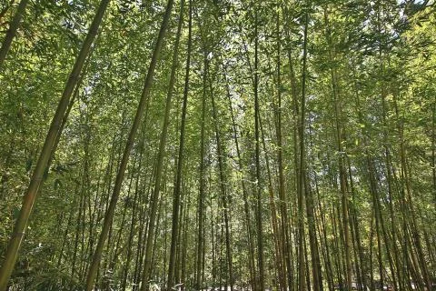 High Bamboo forest Stock Photos
