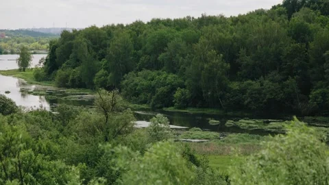 The high bank of the river that flows through the forest Stock Footage 293520786