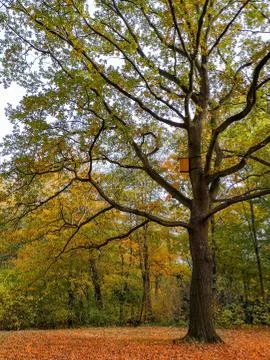 High beautiful quaking asp tree in Tiergarten in Berlin on autumn day, Germany. Stock Photos