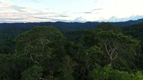 High biodiversity nature background: trees are fighting over the canopy light Stock Footage 196727725