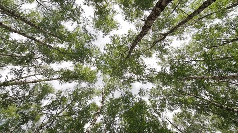 High birches are swaying in the wind. Stock Footage 111580229