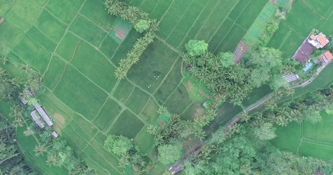 High birds eye pan of ubud rice fields Stock Footage