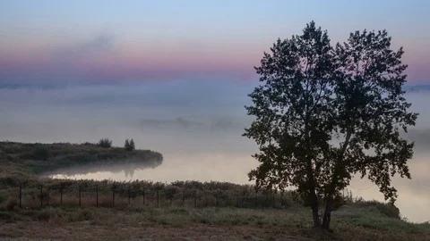High branched tree against the time lapse of thick morning mist over the river Video stock 75328485