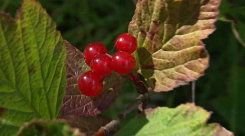 High Bush Cranberries Stock Footage 1182831