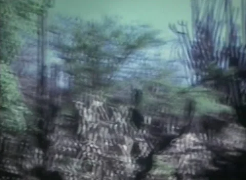 High cactus in perù 1973 Stock Footage 231797614