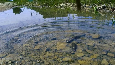 High Caliber Bullet Casings Falling into a Puddle in Slow Motion, Splashes Stock Footage 337905102