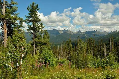 A high cedar in a clearing of tall grass with a view of the mountain ranges.. Foto stock