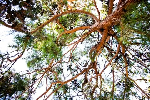 High cedar tree on the sky sky Stock-Fotos