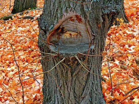 High chair on a tree Stock Photos