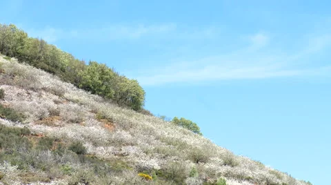High cirrus clouds coming in behind slope with plantation and forest Stock Footage 49627348