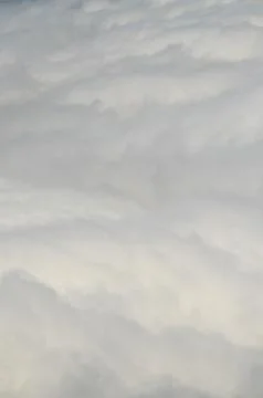 High Clouds over Pine Cone Trees Forest Stock Photos