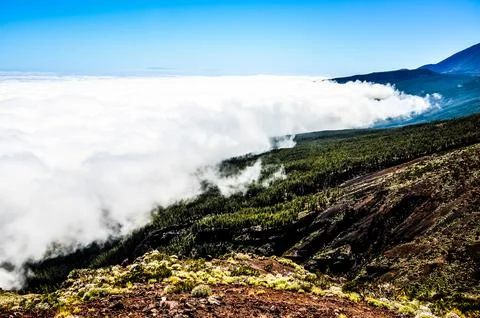 High Clouds over Pine Cone Trees Forest Foto stock