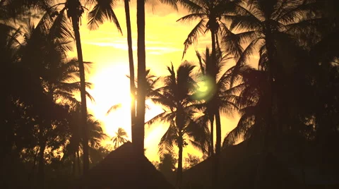 High coconut palm trees moving in wind in amazing forest resort at golden sunset Stock Footage 65828485