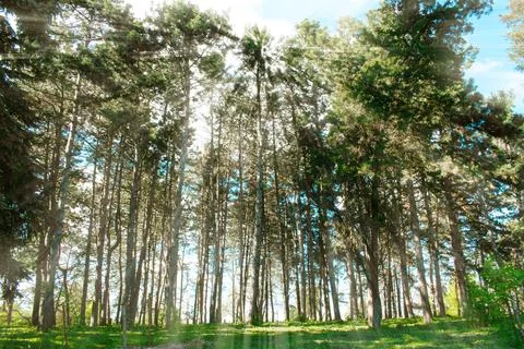 High coniferous pine trees forest. Scenic landscape in spring summer sunny .. Stock Photos