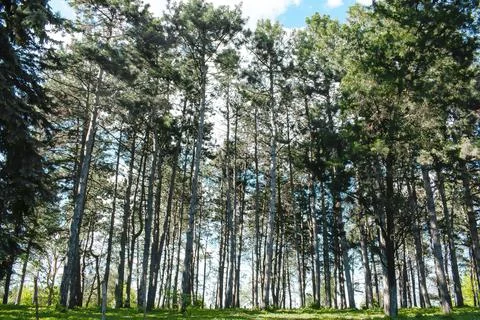 High coniferous pine trees forest. Scenic landscape in spring summer sunny .. Stock Photos