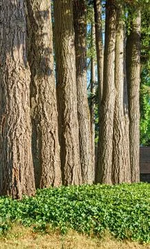 High coniferous tree trunks growing tightly to each other Stock Photos