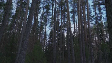 High coniferous trees grow in forest at autumn twilight Stock Footage 237449380