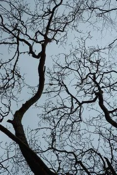High contrast backlight of bare treetops Stock Photos