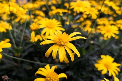 High contrast between bright blossoms and dark background Stock Photos