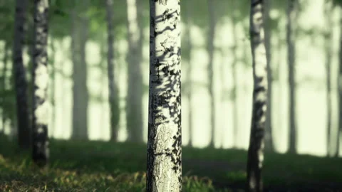 High contrast birch bark pattern with soft background elements Stock Footage 340663840
