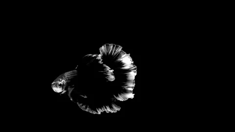 High contrast black and white Betta fish. Stock Footage 339087850