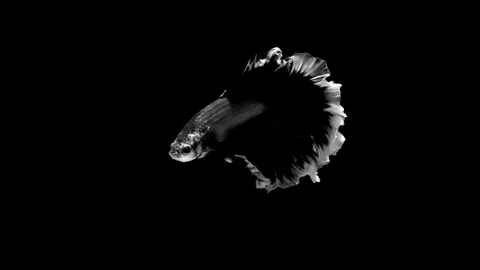 High contrast black and white Betta fish. Stock Footage 339087852