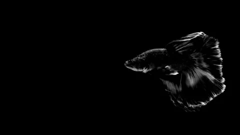 High contrast black and white Betta fish. Stock Footage 339087853