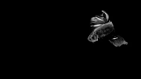 High contrast black and white Betta fish. Stock Footage 339087854
