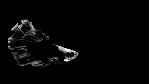 High contrast black and white fighting fish isolated on black background. 스톡 동영상 339087855