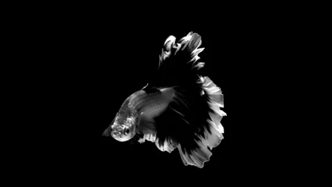 High contrast black and white Betta fish. Stock Footage 339087863