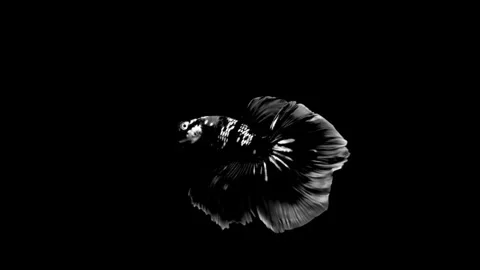 High contrast black and white Betta fish. Stock Footage 339087864