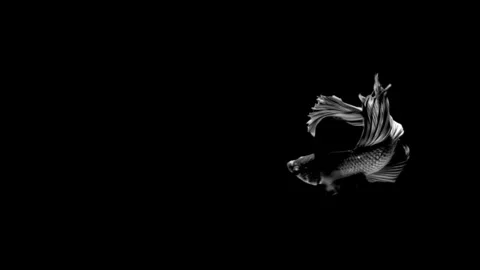 High contrast black and white Betta fish. Stock Footage 339087865