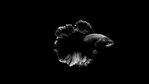 High contrast black and white Betta fish. Stock Footage 339087868
