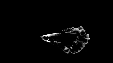 High contrast black and white Betta fish. Stock Footage 339087875