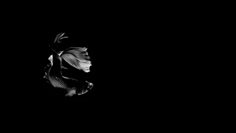 High contrast black and white Betta fish. Stock Footage 339087879