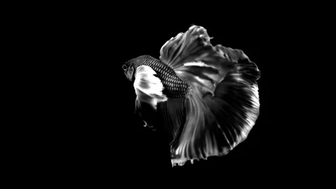 High contrast black and white Betta fish. Stock Footage 339087880