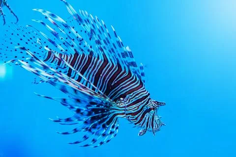 High contrast blue ocean background with striped tropical fish for web banner Stock Photos