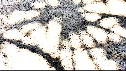 High-contrast, close-up, textured, abstract background of palm leaf shadows. Stock Footage 249417985